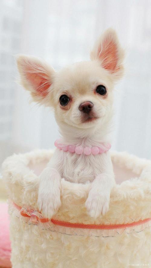 (Ȩ)л񹲺͹Ժ 733š